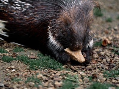 Gewoon stekelvarken - De Zonnegloed - Dierenpark - Dieren opvangcentrum - Sanctuary
